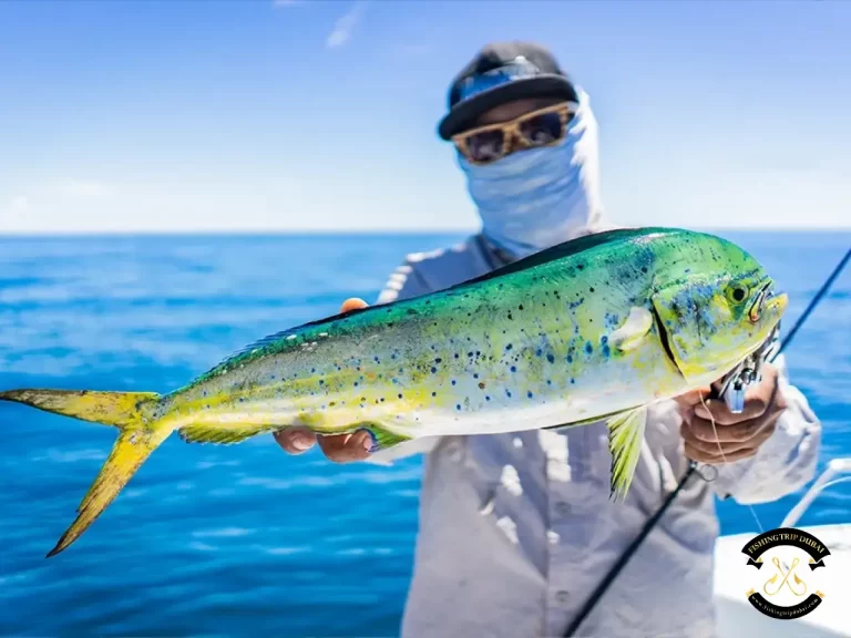 Gallery 1 A person holding a caught fish with fishing trip Dubai.